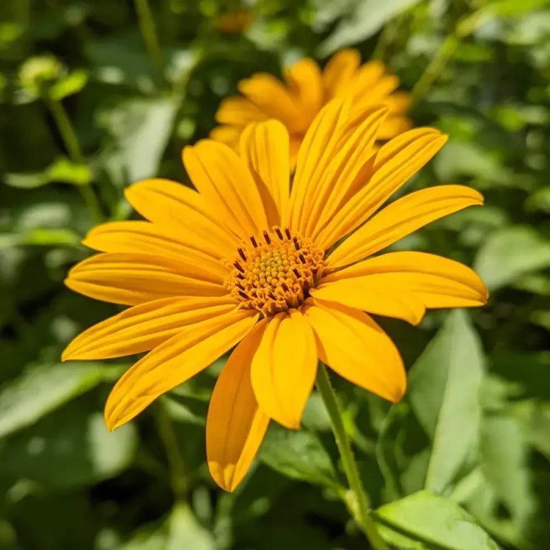 Annual Sneezeweed Seeds - Verdseeds